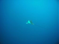 Unterwasserfotos Tauchbilder Tauchen Rotes Meer Port Ghalib (Marsa Alam) Resta Grand Resort / Matthes Reef Divers 