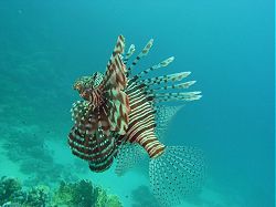 Unterwasserfotos Tauchbilder Tauchen Rotes Meer Port Ghalib (Marsa Alam) Resta Grand Resort / Matthes Reef Divers 