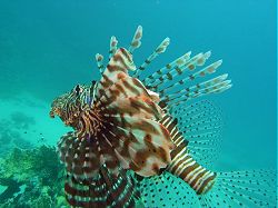 Unterwasserfotos Tauchbilder Tauchen Rotes Meer Port Ghalib (Marsa Alam) Resta Grand Resort / Matthes Reef Divers 