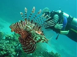 Unterwasserfotos Tauchbilder Tauchen Rotes Meer Port Ghalib (Marsa Alam) Resta Grand Resort / Matthes Reef Divers 