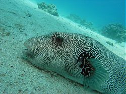 Unterwasserfotos Tauchbilder Tauchen Rotes Meer Port Ghalib (Marsa Alam) Resta Grand Resort / Matthes Reef Divers 