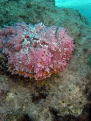 Unterwasserfotos Tauchbilder Tauchen Rotes Meer Port Ghalib (Marsa Alam) Resta Grand Resort / Matthes Reef Divers 