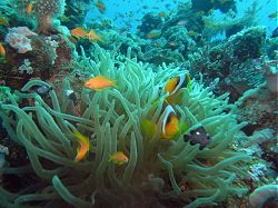 Unterwasserfotos Tauchbilder Tauchen Rotes Meer Port Ghalib (Marsa Alam) Resta Grand Resort / Matthes Reef Divers 