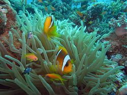 Unterwasserfotos Tauchbilder Tauchen Rotes Meer Port Ghalib (Marsa Alam) Resta Grand Resort / Matthes Reef Divers 