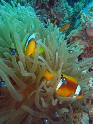 Unterwasserfotos Tauchbilder Tauchen Rotes Meer Port Ghalib (Marsa Alam) Resta Grand Resort / Matthes Reef Divers 