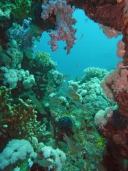 Unterwasserfotos Tauchbilder Tauchen Rotes Meer Port Ghalib (Marsa Alam) Resta Grand Resort / Matthes Reef Divers 