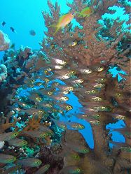 Unterwasserfotos Tauchbilder Tauchen Rotes Meer Port Ghalib (Marsa Alam) Resta Grand Resort / Matthes Reef Divers 