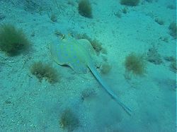 Unterwasserfotos Tauchbilder Tauchen Rotes Meer Port Ghalib (Marsa Alam) Resta Grand Resort / Matthes Reef Divers 