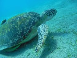 Unterwasserfotos Tauchbilder Tauchen Rotes Meer Port Ghalib (Marsa Alam) Resta Grand Resort / Matthes Reef Divers 