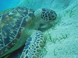 Unterwasserfotos Tauchbilder Tauchen Rotes Meer Port Ghalib (Marsa Alam) Resta Grand Resort / Matthes Reef Divers 