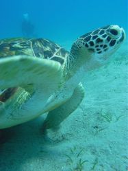 Unterwasserfotos Tauchbilder Tauchen Rotes Meer Port Ghalib (Marsa Alam) Resta Grand Resort / Matthes Reef Divers 