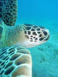 Unterwasserfotos Tauchbilder Tauchen Rotes Meer Port Ghalib (Marsa Alam) Resta Grand Resort / Matthes Reef Divers 