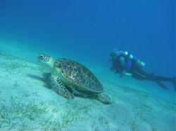 Unterwasserfotos Tauchbilder Tauchen Rotes Meer Port Ghalib (Marsa Alam) Resta Grand Resort / Matthes Reef Divers 