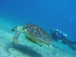 Unterwasserfotos Tauchbilder Tauchen Rotes Meer Port Ghalib (Marsa Alam) Resta Grand Resort / Matthes Reef Divers 