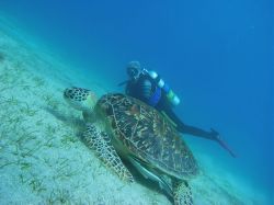 Unterwasserfotos Tauchbilder Tauchen Rotes Meer Port Ghalib (Marsa Alam) Resta Grand Resort / Matthes Reef Divers 
