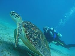Unterwasserfotos Tauchbilder Tauchen Rotes Meer Port Ghalib (Marsa Alam) Resta Grand Resort / Matthes Reef Divers 