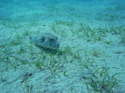 Unterwasserfotos Tauchbilder Tauchen Rotes Meer Port Ghalib (Marsa Alam) Resta Grand Resort / Matthes Reef Divers 