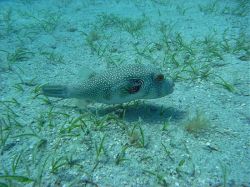 Unterwasserfotos Tauchbilder Tauchen Rotes Meer Port Ghalib (Marsa Alam) Resta Grand Resort / Matthes Reef Divers 