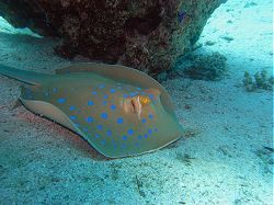 Unterwasserfotos Tauchbilder Tauchen Rotes Meer Port Ghalib (Marsa Alam) Resta Grand Resort / Matthes Reef Divers 