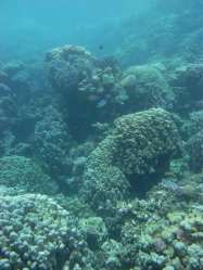 Unterwasserfotos Tauchbilder Tauchen Rotes Meer Port Ghalib (Marsa Alam) Resta Grand Resort / Matthes Reef Divers 