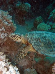 Unterwasserfotos Tauchbilder Tauchen Rotes Meer Port Ghalib (Marsa Alam) Resta Grand Resort / Matthes Reef Divers 