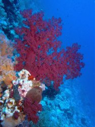 Unterwasserfotos Tauchbilder Tauchen Rotes Meer Port Ghalib (Marsa Alam) Resta Grand Resort / Matthes Reef Divers 