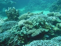 Unterwasserfotos Tauchbilder Tauchen Rotes Meer Port Ghalib (Marsa Alam) Resta Grand Resort / Matthes Reef Divers 