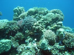 Unterwasserfotos Tauchbilder Tauchen Rotes Meer Port Ghalib (Marsa Alam) Resta Grand Resort / Matthes Reef Divers 