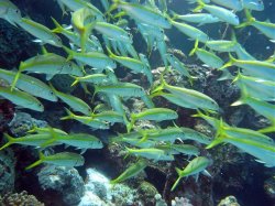 Unterwasserfotos Tauchbilder Tauchen Rotes Meer Port Ghalib (Marsa Alam) Resta Grand Resort / Matthes Reef Divers 