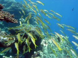 Unterwasserfotos Tauchbilder Tauchen Rotes Meer Port Ghalib (Marsa Alam) Resta Grand Resort / Matthes Reef Divers 