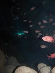 Unterwasserfotos Tauchbilder Tauchen Rotes Meer Port Ghalib (Marsa Alam) Resta Grand Resort / Matthes Reef Divers 