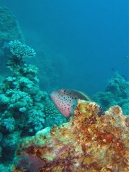 Unterwasserfotos Tauchbilder Tauchen Rotes Meer Port Ghalib (Marsa Alam) Resta Grand Resort / Matthes Reef Divers 