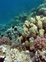 Unterwasserfotos Tauchbilder Tauchen Rotes Meer Port Ghalib (Marsa Alam) Resta Grand Resort / Matthes Reef Divers 