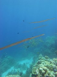 Unterwasserfotos Tauchbilder Tauchen Rotes Meer Port Ghalib (Marsa Alam) Resta Grand Resort / Matthes Reef Divers 