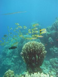 Unterwasserfotos Tauchbilder Tauchen Rotes Meer Port Ghalib (Marsa Alam) Resta Grand Resort / Matthes Reef Divers 