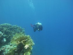 Unterwasserfotos Tauchbilder Tauchen Rotes Meer Port Ghalib (Marsa Alam) Resta Grand Resort / Matthes Reef Divers 