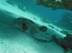 Unterwasserfotos Tauchbilder Tauchen Rotes Meer Port Ghalib (Marsa Alam) Resta Grand Resort / Matthes Reef Divers 