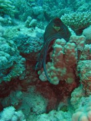 Unterwasserfotos Tauchbilder Tauchen Rotes Meer Port Ghalib (Marsa Alam) Resta Grand Resort / Matthes Reef Divers 