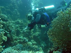 Unterwasserfotos Tauchbilder Tauchen Rotes Meer Port Ghalib (Marsa Alam) Resta Grand Resort / Matthes Reef Divers 