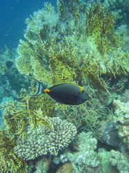 Unterwasserfotos Tauchbilder Tauchen Rotes Meer Port Ghalib (Marsa Alam) Resta Grand Resort / Matthes Reef Divers 