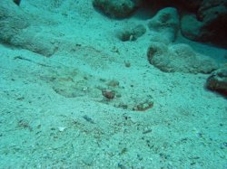 Unterwasserfotos Tauchbilder Tauchen Rotes Meer Port Ghalib (Marsa Alam) Resta Grand Resort / Matthes Reef Divers 