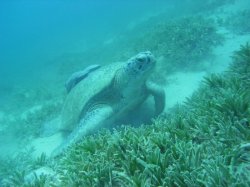 Unterwasserfotos Tauchbilder Tauchen Rotes Meer Port Ghalib (Marsa Alam) Resta Grand Resort / Matthes Reef Divers 