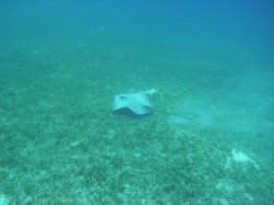 Unterwasserfotos Tauchbilder Tauchen Rotes Meer Port Ghalib (Marsa Alam) Resta Grand Resort / Matthes Reef Divers 
