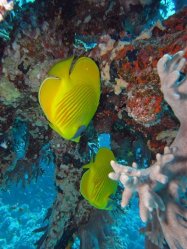 Unterwasserfotos Tauchbilder Tauchen Rotes Meer Mai 2010 MY Blue Seas Blue Planet Liveaboards