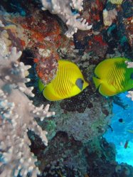 Unterwasserfotos Tauchbilder Tauchen Rotes Meer Mai 2010 MY Blue Seas Blue Planet Liveaboards