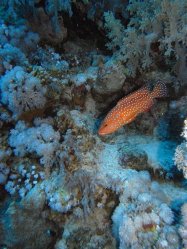 Unterwasserfotos Tauchbilder Tauchen Rotes Meer Mai 2010 MY Blue Seas Blue Planet Liveaboards