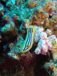 Unterwasserfotos Tauchbilder Tauchen Rotes Meer Mai 2010 MY Blue Seas Blue Planet Liveaboards
