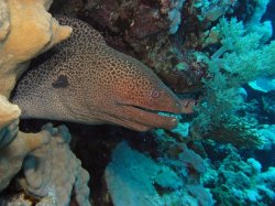 Unterwasserfotos Tauchbilder Tauchen Rotes Meer Mai 2010 MY Blue Seas Blue Planet Liveaboards