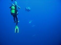 Unterwasserfotos Tauchbilder Tauchen Rotes Meer Mai 2010 MY Blue Seas Blue Planet Liveaboards