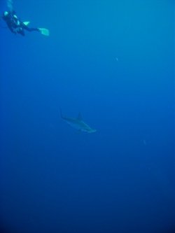 Unterwasserfotos Tauchbilder Tauchen Rotes Meer Mai 2010 MY Blue Seas Blue Planet Liveaboards